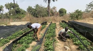 Assessing the Effectiveness of Structural Assistance for Agricultural SMEs in The Gambia